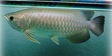 如何判斷龍魚(yú)是否適應(yīng)新水（判斷龍魚(yú)是否適應(yīng)了新水的表現(xiàn)）