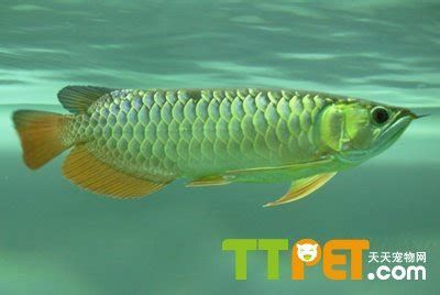 如何判斷龍魚(yú)是否適應(yīng)新水（判斷龍魚(yú)是否適應(yīng)了新水的表現(xiàn)）