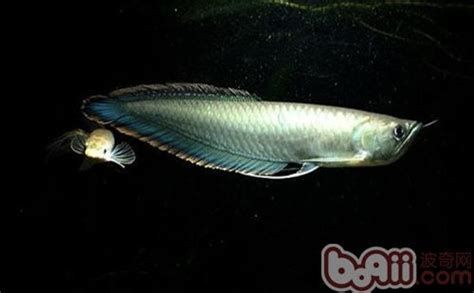 如何判斷龍魚是否適應新水（判斷龍魚是否適應了新水的表現）