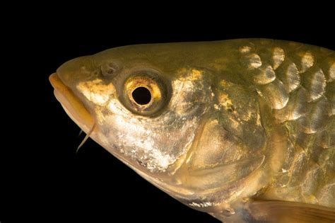 龍魚眼邊白液的形成及種類（龍魚眼邊白液的品種容易出現眼邊白液的品種）