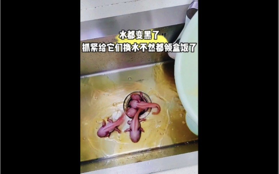 龍魚變黑后需要更換水嗎（魚變黑后需要更換水的頻率取決于多種因素）