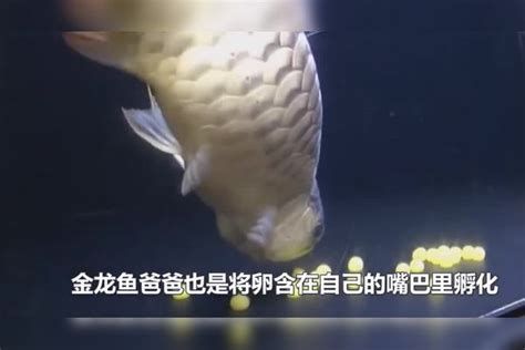 金龍魚眼睛白點怎么治療（金龍魚眼睛白點何時好轉）