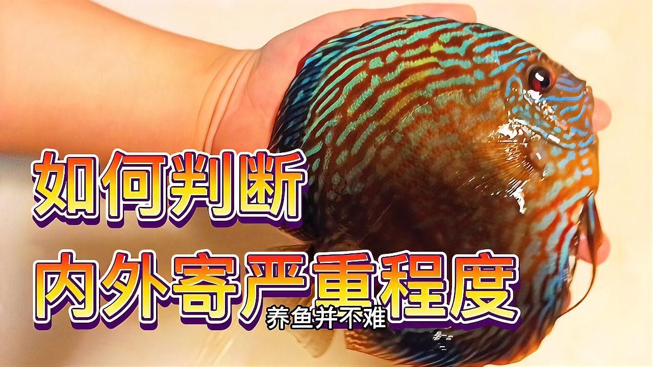七彩神仙魚抖動(dòng)身子怎么回事（七彩神仙魚抖動(dòng)身體怎么回事）
