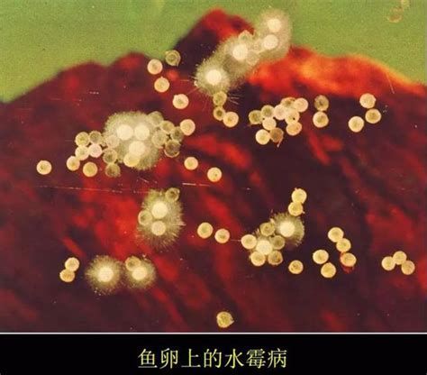 龍魚水霉病預防一覽表，科學有效預防水霉病的發生（如何預防龍魚水霉病的發生）