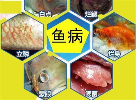 龍魚眼睛發白是怎么回事？（魚眼睛出現白色可能是由多種疾病引起的，詳細解讀及治療建議）