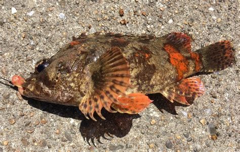 龍魚體色變淺的原因（導致龍魚體色變淺的原因）