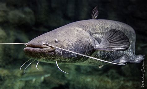 如何判斷龍魚須子是否是完全恢復(fù)（如何判斷龍魚須子是否完全恢復(fù)）