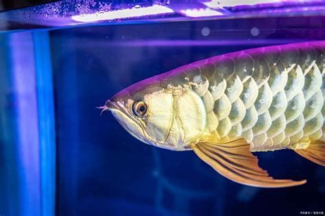 龍魚眼睛白線的判斷標(biāo)準(zhǔn)（如何判斷魚眼睛白線？）