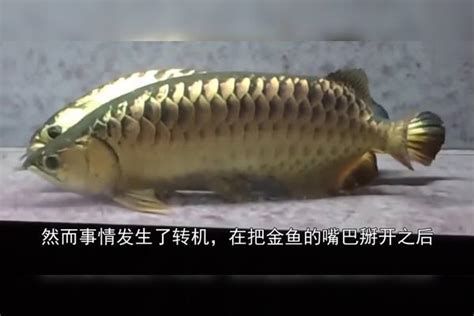 金龍魚張嘴呼吸正常嗎，金龍魚張嘴呼吸是否正常嗎（金龍魚張嘴呼吸正常嗎）