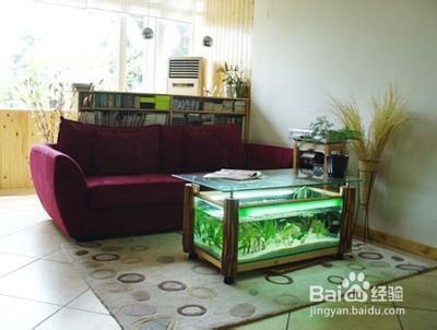 魚缸排行榜前十名的熱帶魚品種有著美麗的顏色和形態（魚缸排行榜前十名有哪些品種？）