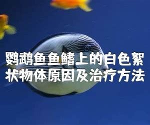 龍魚身上出現白色絮狀物是怎么回事（銀龍魚身上出現白色絮狀物可能是由多種原因引起的）