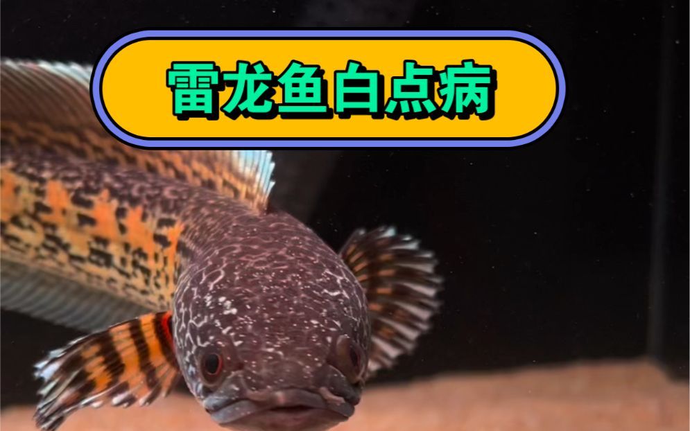 龍魚白點病（又稱小瓜蟲病）是一種由原生動物引起的常見寄生蟲病（龍魚白點凈怎么用）