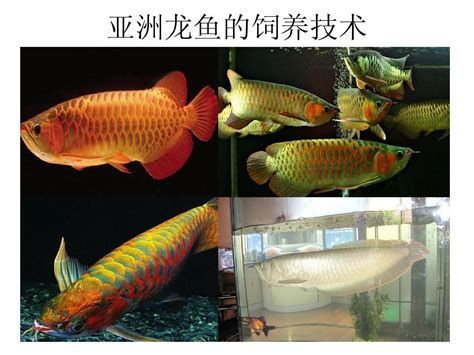 哪些品種的龍魚適合喂食蚯蚓（什么品種的龍魚適合喂蚯蚓）