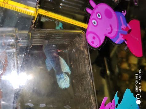 龍魚裝飾顏色搭配詳解（魚缸裝飾顏色搭配詳解龍魚缸裝飾顏色搭配詳解） 龍魚裝飾顏色搭配詳解（魚缸裝飾顏色搭配詳解龍魚缸裝飾顏色搭配詳解） 龍魚百科 第3張