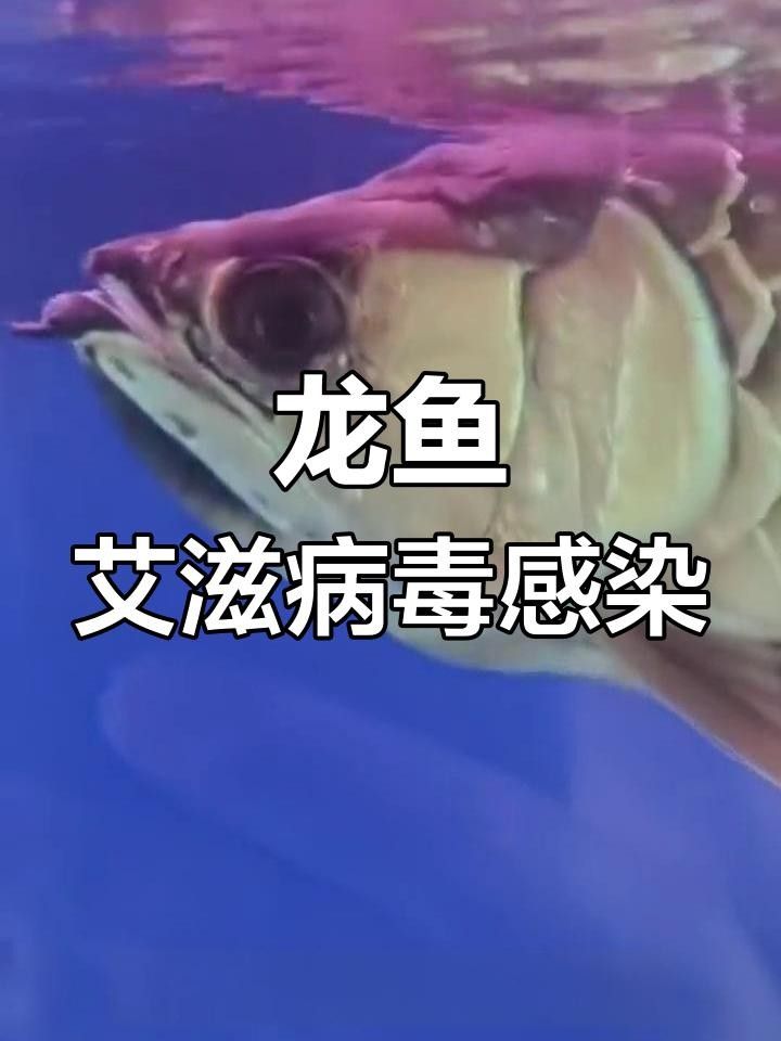龍魚鰓蓋起泡怎么辦龍魚鰓蓋起泡怎么辦（龍魚得了水泡病怎么辦）