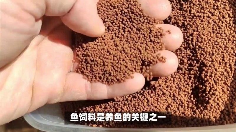 自制魚飼料配方和注意事項(xiàng)，（自制魚飼料最佳配方）