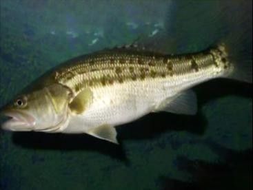 自制魚飼料配方和注意事項(xiàng)，（自制魚飼料最佳配方）