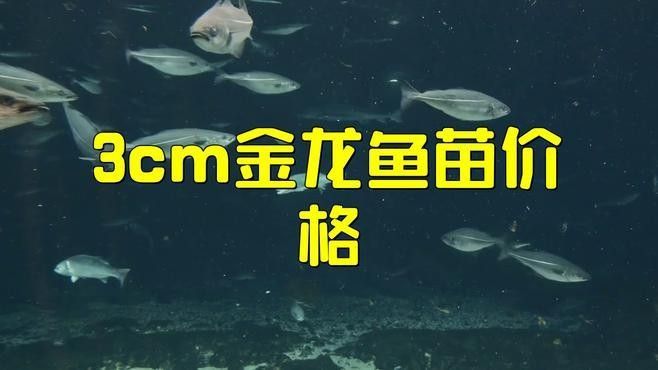 金龍魚苗多少錢一只（eyezoo金龍魚苗價格eyezoo金龍魚苗多少錢一只鹿娛星球） 金龍魚苗多少錢一只（eyezoo金龍魚苗價格eyezoo金龍魚苗多少錢一只鹿娛星球） 觀賞魚百科 第1張