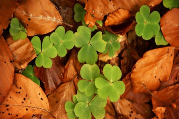 宜昌的水族店及宜昌水族市場在哪里（宜昌水族店及宜昌水族市場）