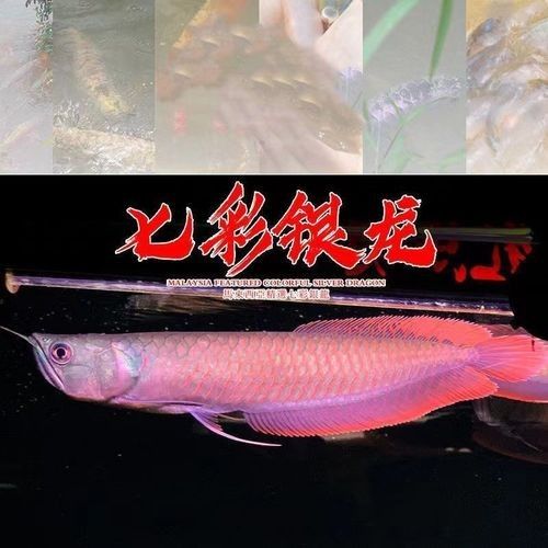 彩銀龍魚和銀龍魚的區別（七彩銀龍魚和銀龍魚有什么區別？）