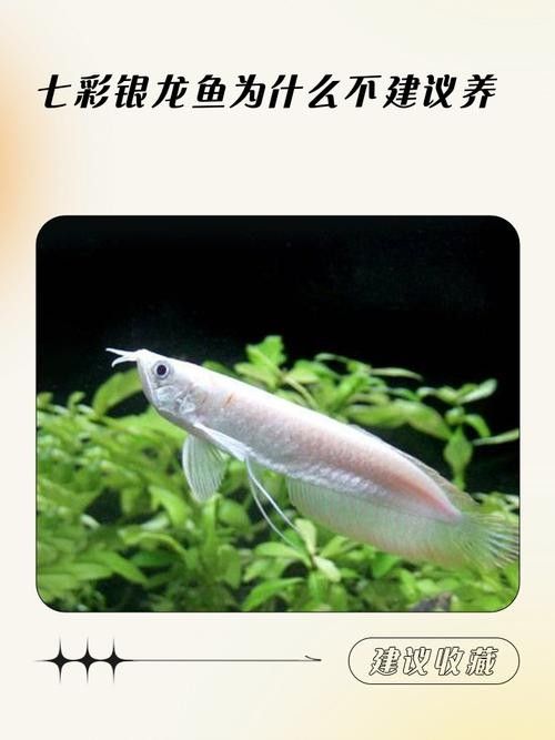 彩銀龍魚和銀龍魚的區別（七彩銀龍魚和銀龍魚有什么區別？）