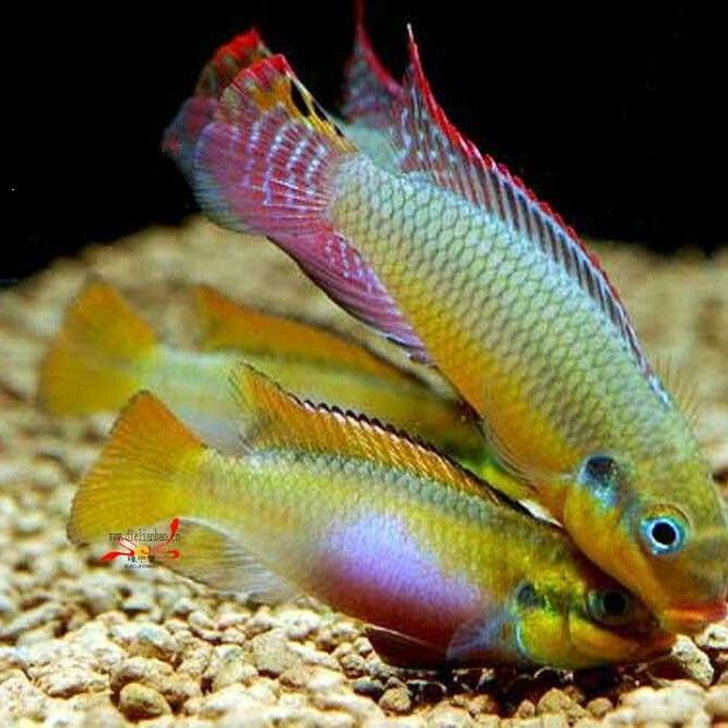 翡翠鳳凰魚（pelvicachromistaeniatus）（愛奇藝給大家介紹一下翡翠鳳凰魚）