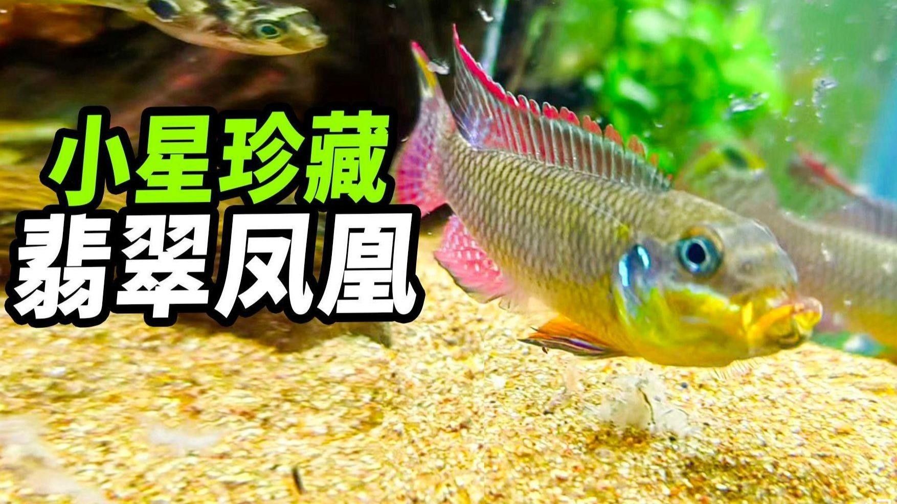 翡翠鳳凰魚（pelvicachromistaeniatus）（愛奇藝給大家介紹一下翡翠鳳凰魚）