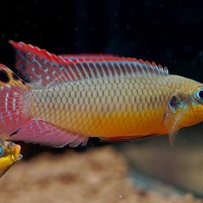 翡翠鳳凰魚（pelvicachromistaeniatus）（愛奇藝給大家介紹一下翡翠鳳凰魚）
