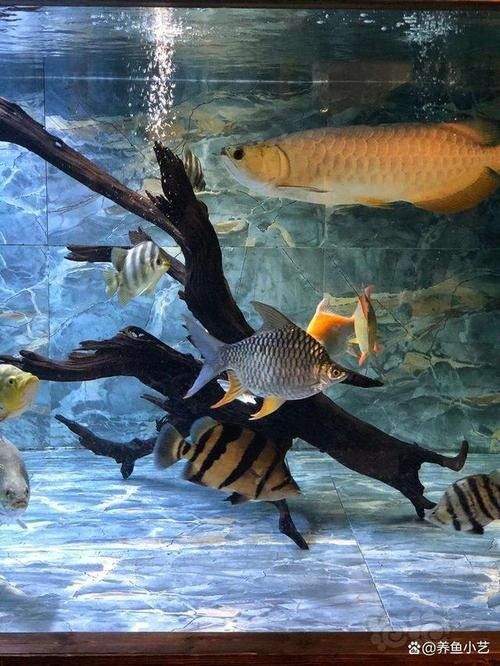龍魚太難養(yǎng)做好這4點龍魚混養(yǎng)也沒事草缸養(yǎng)魚蝦（南岔龍魚太難養(yǎng)做好這4點龍魚混養(yǎng)也沒事草缸養(yǎng)魚蝦）