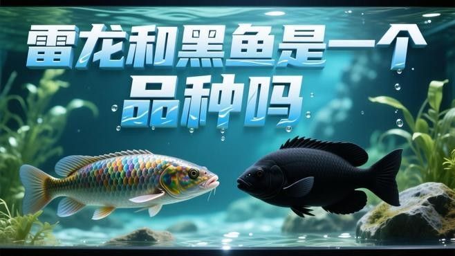 雷龍魚是黑魚嗎？（雷龍魚和黑魚是一種魚嗎）