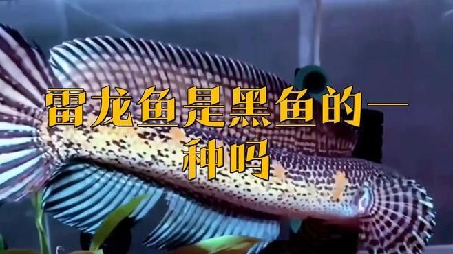 雷龍魚是黑魚嗎？（雷龍魚和黑魚是一種魚嗎）