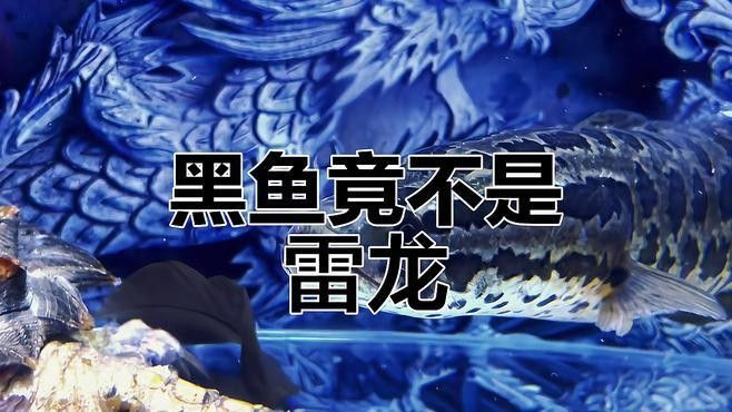 雷龍魚是黑魚嗎？（雷龍魚和黑魚是一種魚嗎）