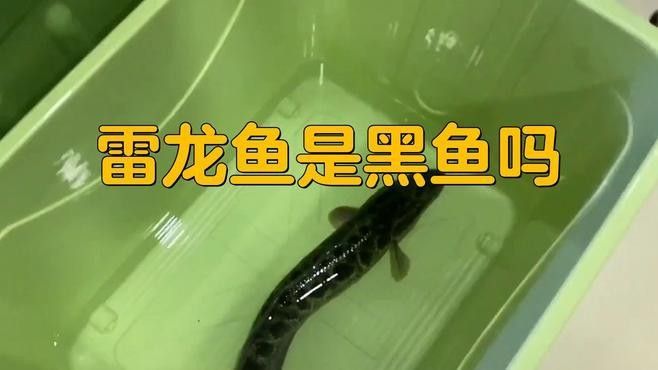 雷龍魚是黑魚嗎？（雷龍魚和黑魚是一種魚嗎）