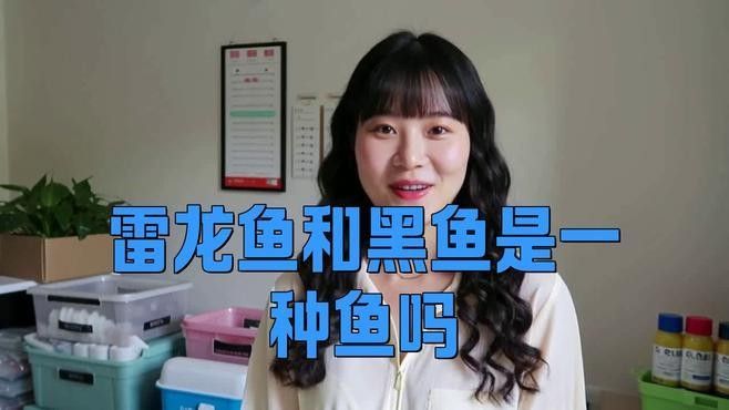 雷龍魚是黑魚嗎？（雷龍魚和黑魚是一種魚嗎）