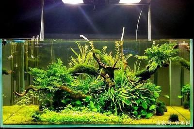 西安灞橋區龍魚批發市場（灞橋區龍魚批發市場）