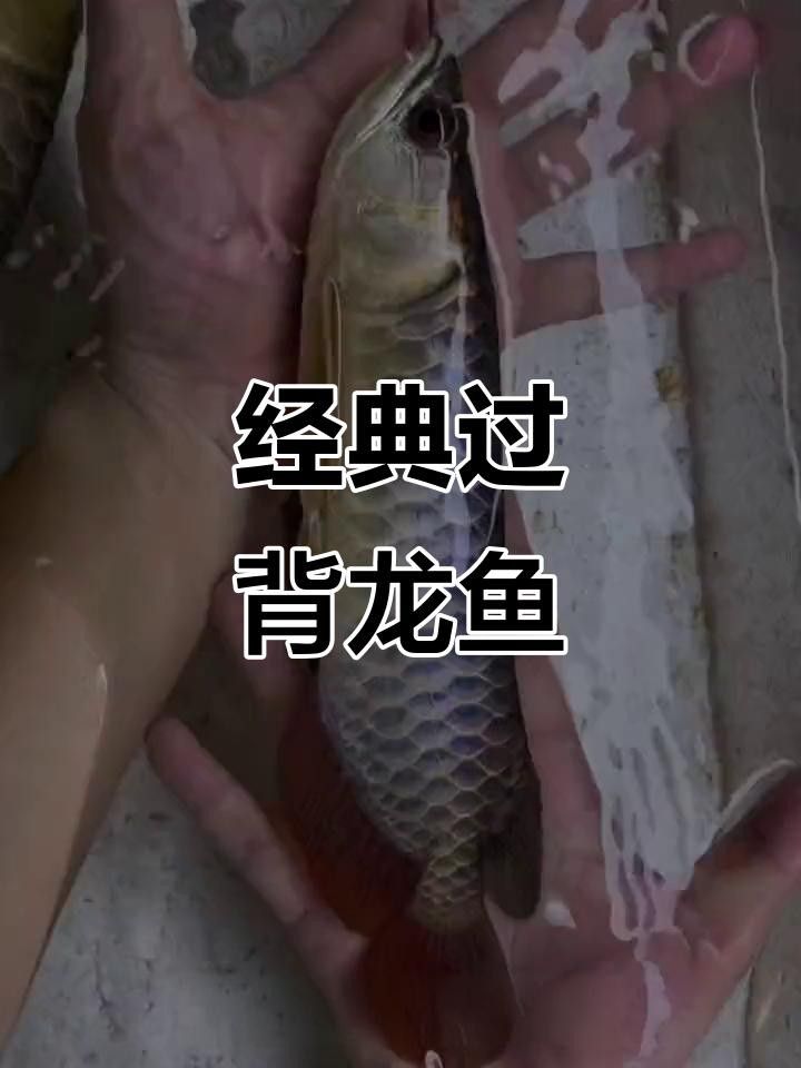 25厘米左右龍魚的價格是多少？（25厘米左右的龍魚價格多少錢一條呆萌醬）