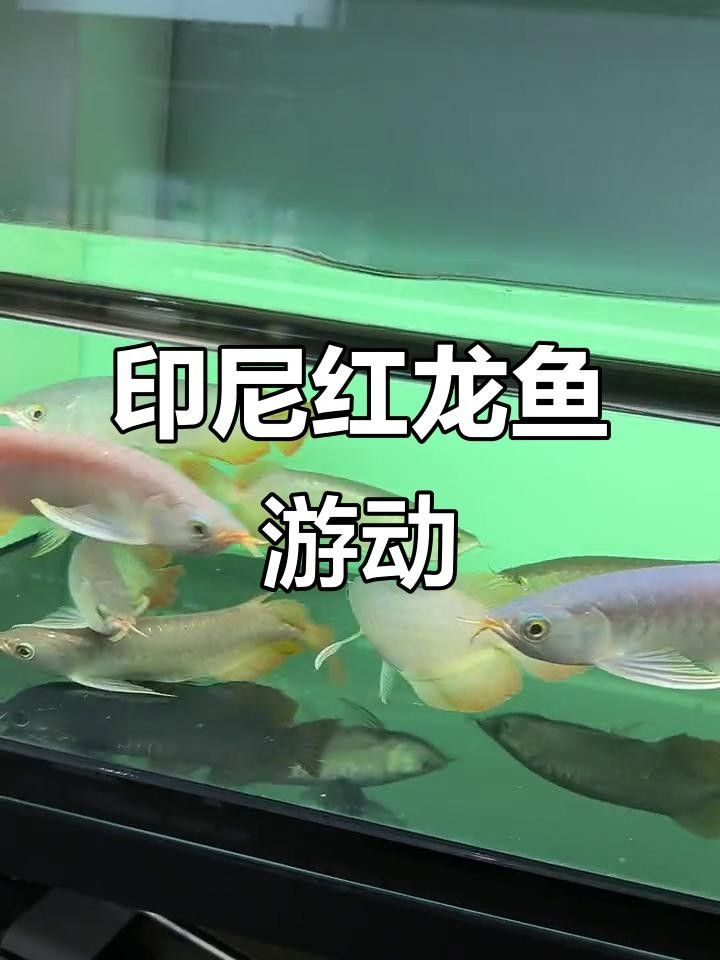 25厘米左右龍魚的價格是多少？（25厘米左右的龍魚價格多少錢一條呆萌醬）