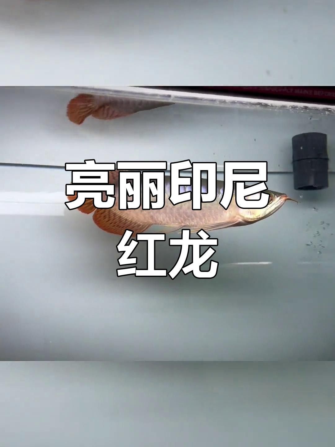 25厘米左右龍魚的價格是多少？（25厘米左右的龍魚價格多少錢一條呆萌醬）