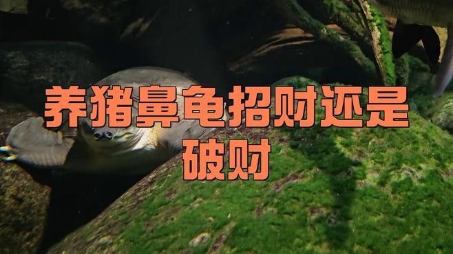 豬鼻龜的寓意和象征可從以下幾個方面解析豬鼻龜的寓意和象征（豬鼻龜是兇龜還是吉龜劇劇樂聽）
