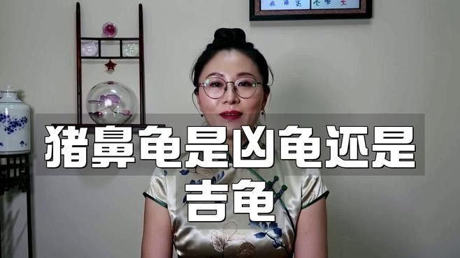 豬鼻龜的寓意和象征可從以下幾個方面解析豬鼻龜的寓意和象征（豬鼻龜是兇龜還是吉龜劇劇樂聽）