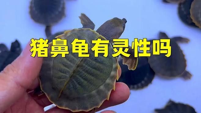 豬鼻龜的寓意和象征可從以下幾個方面解析豬鼻龜的寓意和象征（豬鼻龜是兇龜還是吉龜劇劇樂聽）