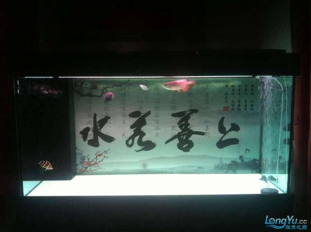 水清魚靚，超正，魚友週創(chuàng)嘉說水清魚靚，魚友龍兒乖乖說進來欣賞一下（2015年偶然的機會買了一條銀龍，現(xiàn)在已經熬過了新手期）