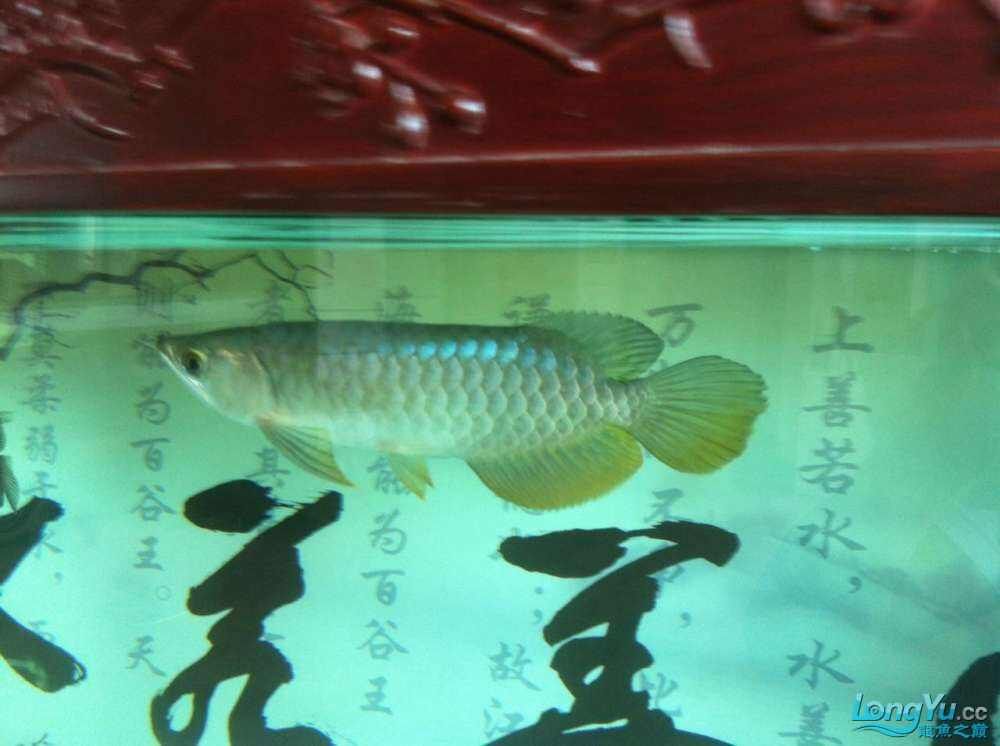 水清魚靚，超正，魚友週創(chuàng)嘉說水清魚靚，魚友龍兒乖乖說進來欣賞一下（2015年偶然的機會買了一條銀龍，現(xiàn)在已經熬過了新手期）
