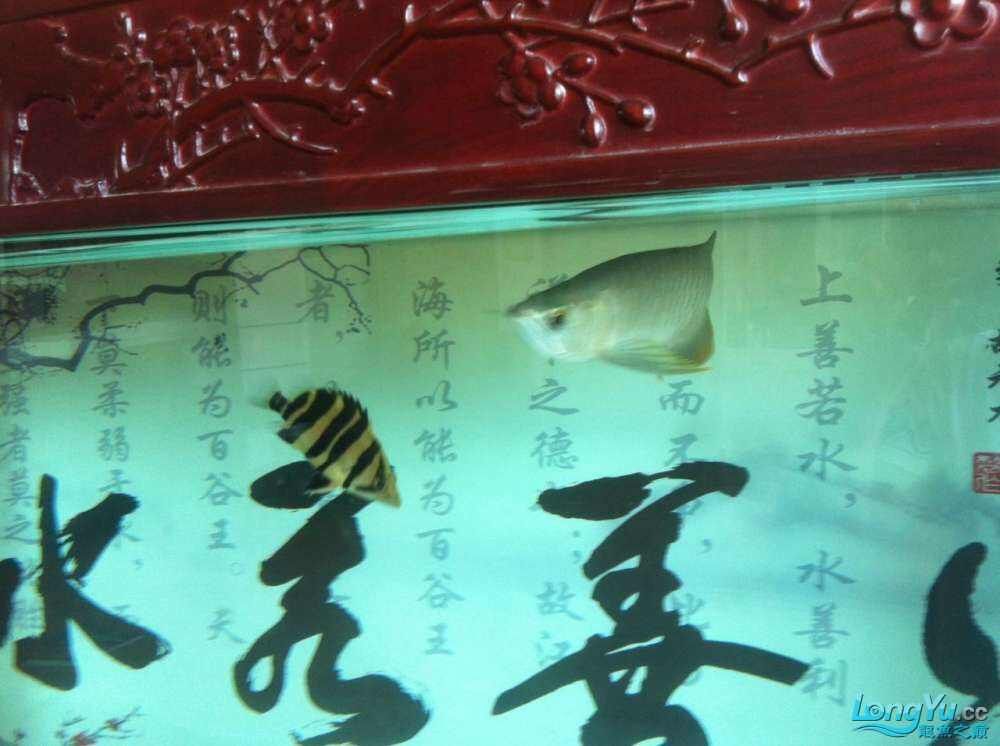 水清魚靚，超正，魚友週創(chuàng)嘉說水清魚靚，魚友龍兒乖乖說進來欣賞一下（2015年偶然的機會買了一條銀龍，現(xiàn)在已經熬過了新手期）