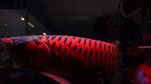短身紅龍魚的飼養(yǎng)技巧有哪些？（短身紅龍魚與祥龍魚場(chǎng)的區(qū)別）