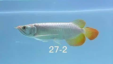 短身紅龍魚的飼養(yǎng)技巧有哪些？（短身紅龍魚與祥龍魚場(chǎng)的區(qū)別）