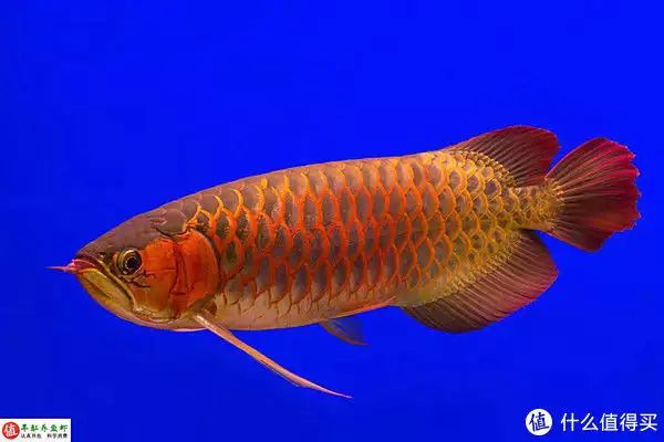 紅龍魚的發色過程是怎樣的？