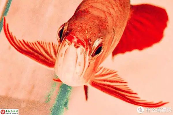 紅龍魚的發色過程是怎樣的？