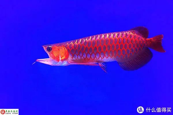 紅龍魚的發色過程是怎樣的？