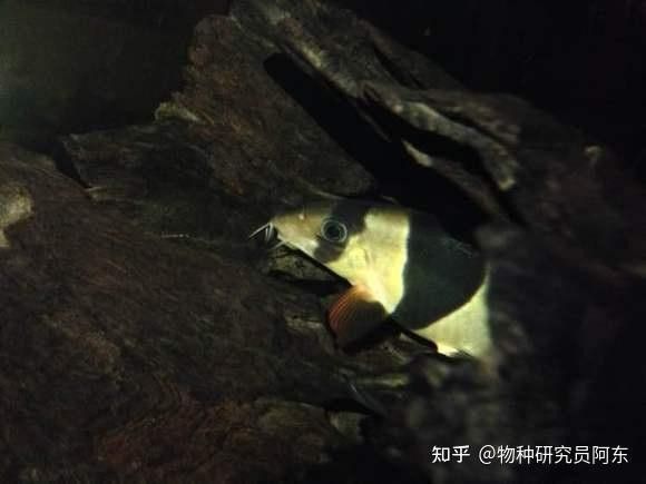 三間魚種類大全（三種常見的三間魚品種）